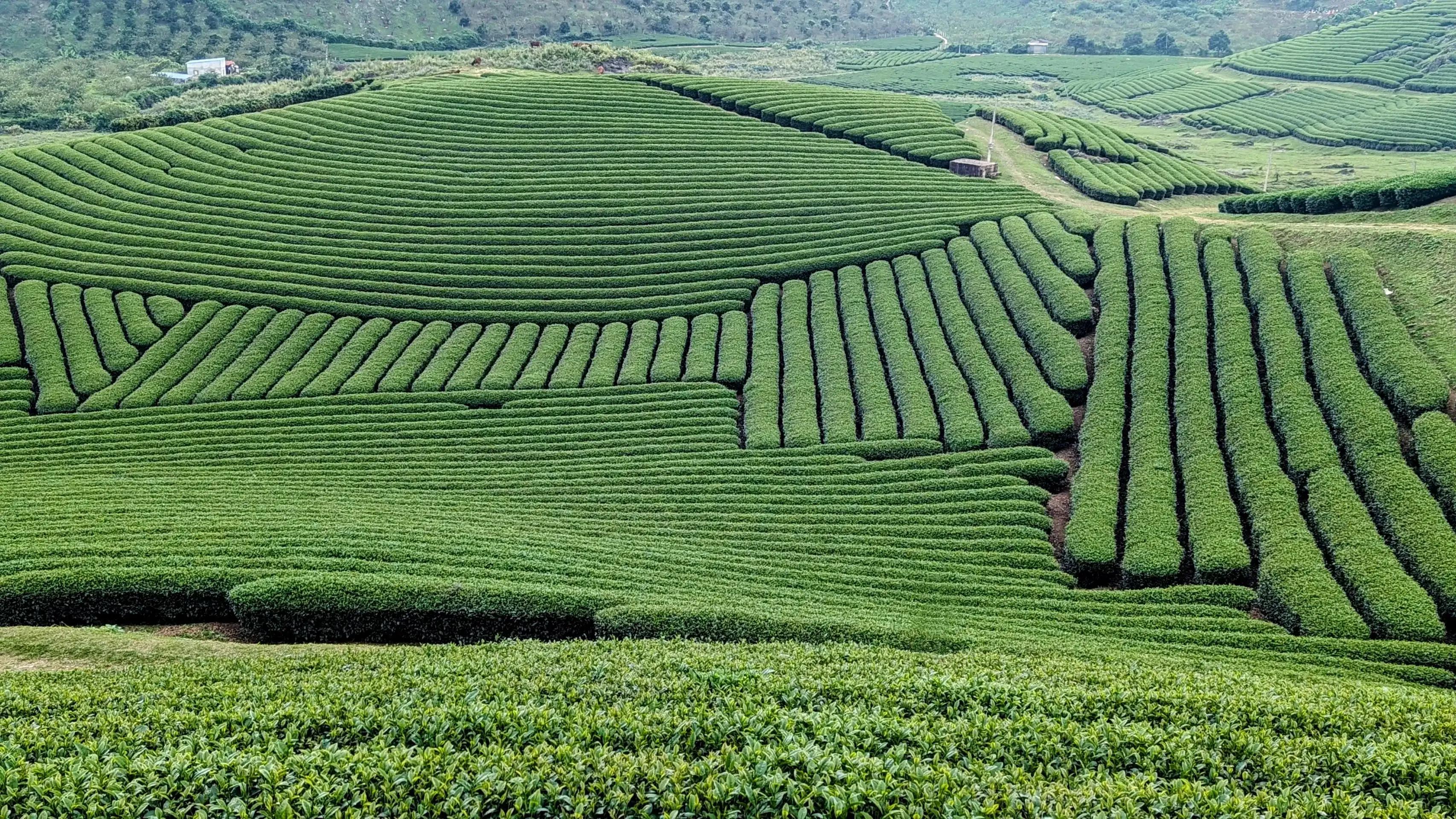 Tour Du Lịch Tây Bắc Mùa Hoa Mận 2026 – Đạp Xe 5N4Đ