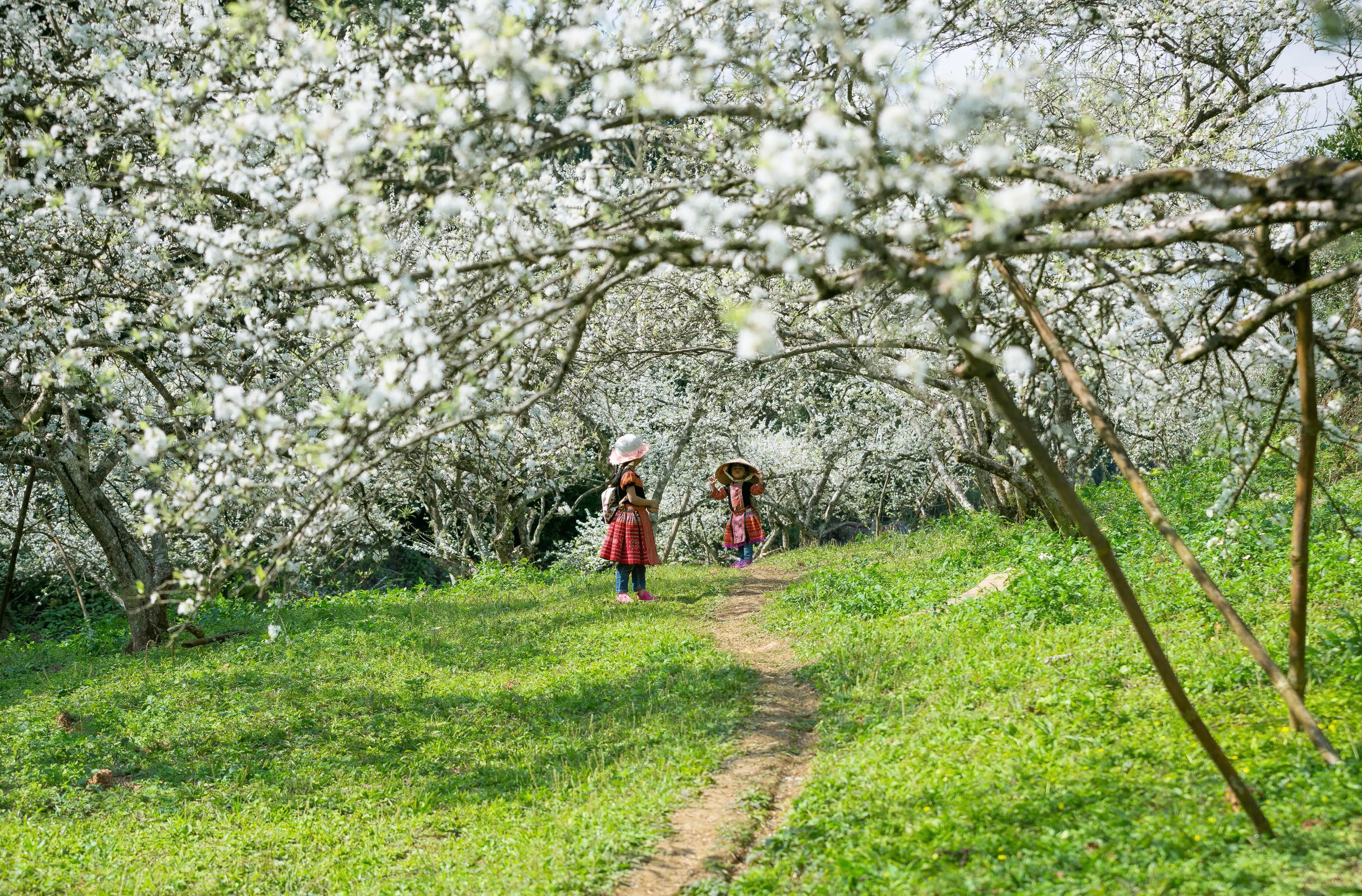 Tour Du Lịch Tây Bắc Mùa Hoa Mận 2026 – Đạp Xe 5N4Đ