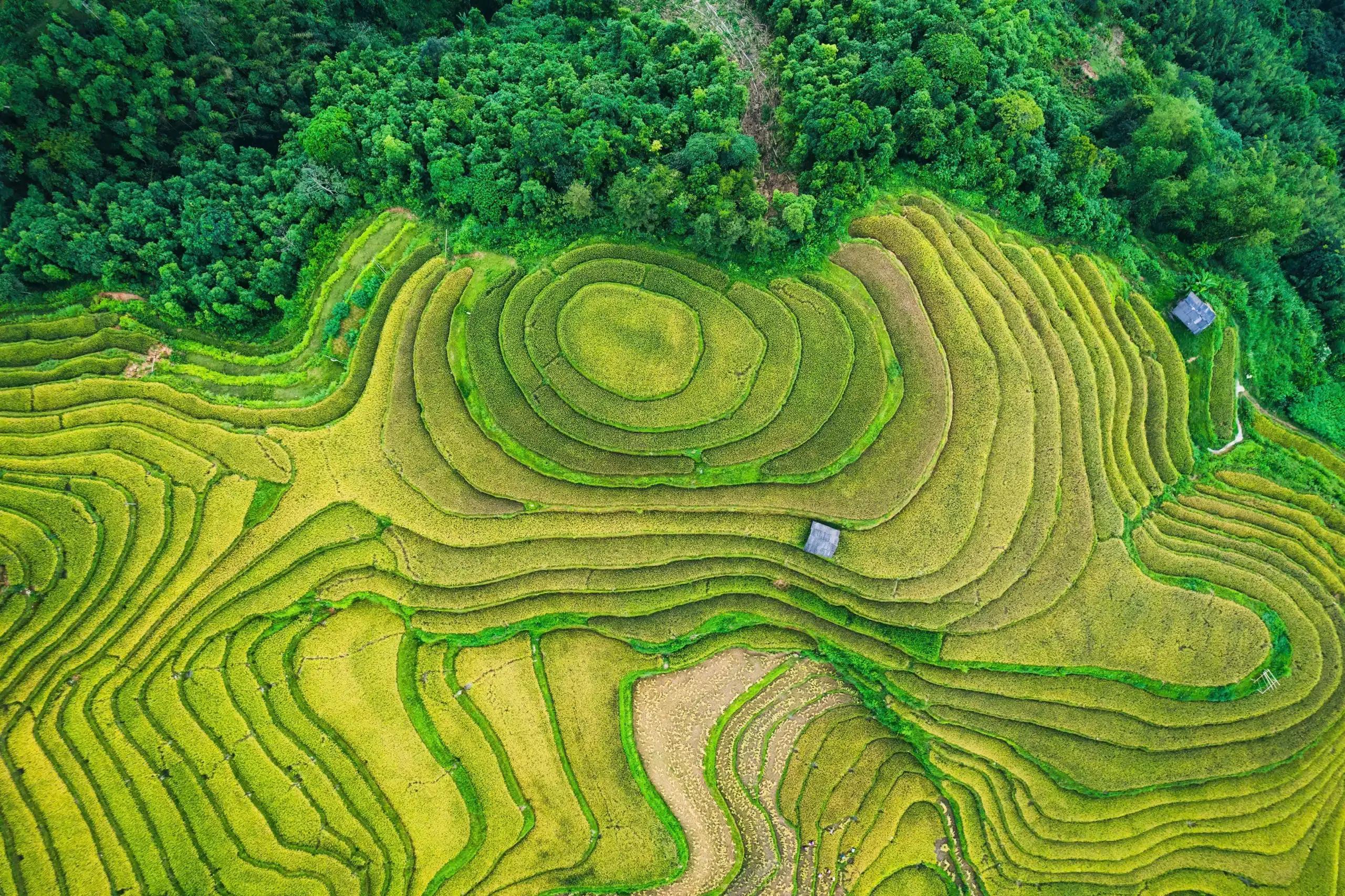 Tour Xe Đạp Mùa Vàng Hoàng Su Phì – Chinh Phục Ruộng Bậc Thang Hà Giang