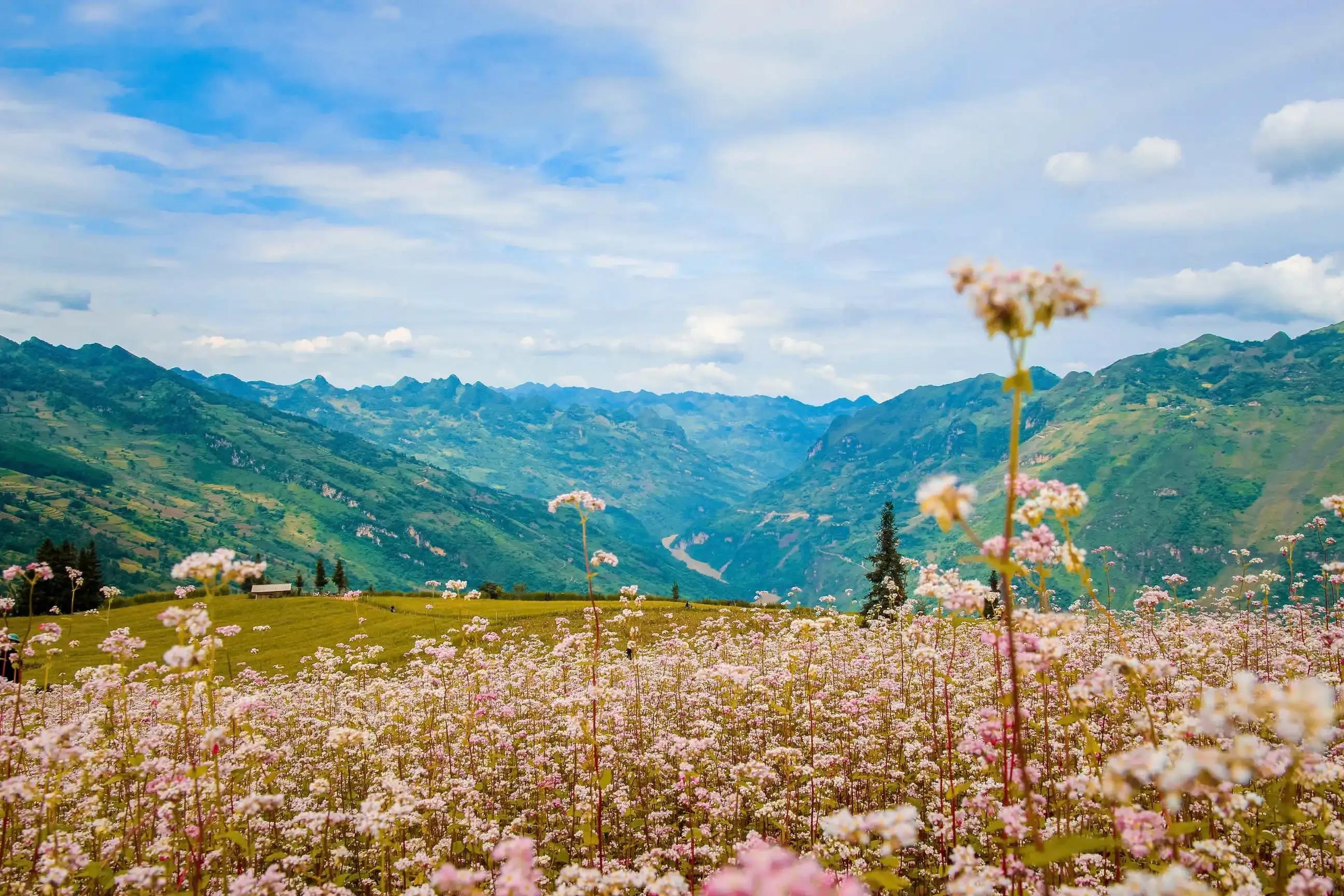 Tour Xe Đạp Mùa Vàng Hoàng Su Phì – Chinh Phục Ruộng Bậc Thang Hà Giang