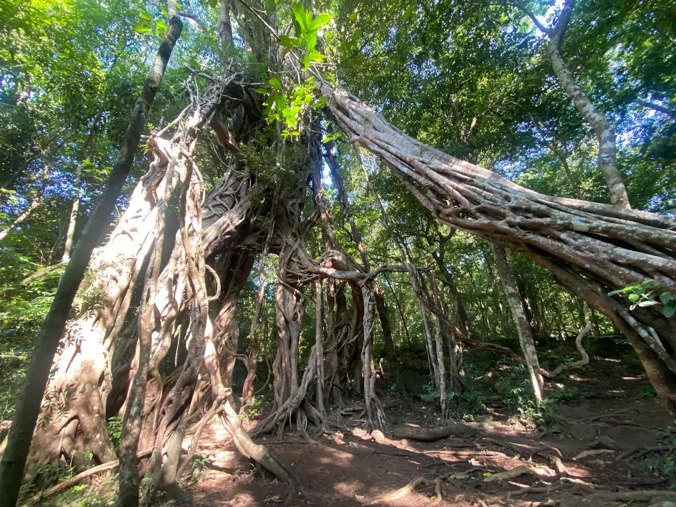 NAM CAT TIEN NATIONAL PARK - A WONDER OF BIODIVERSITY